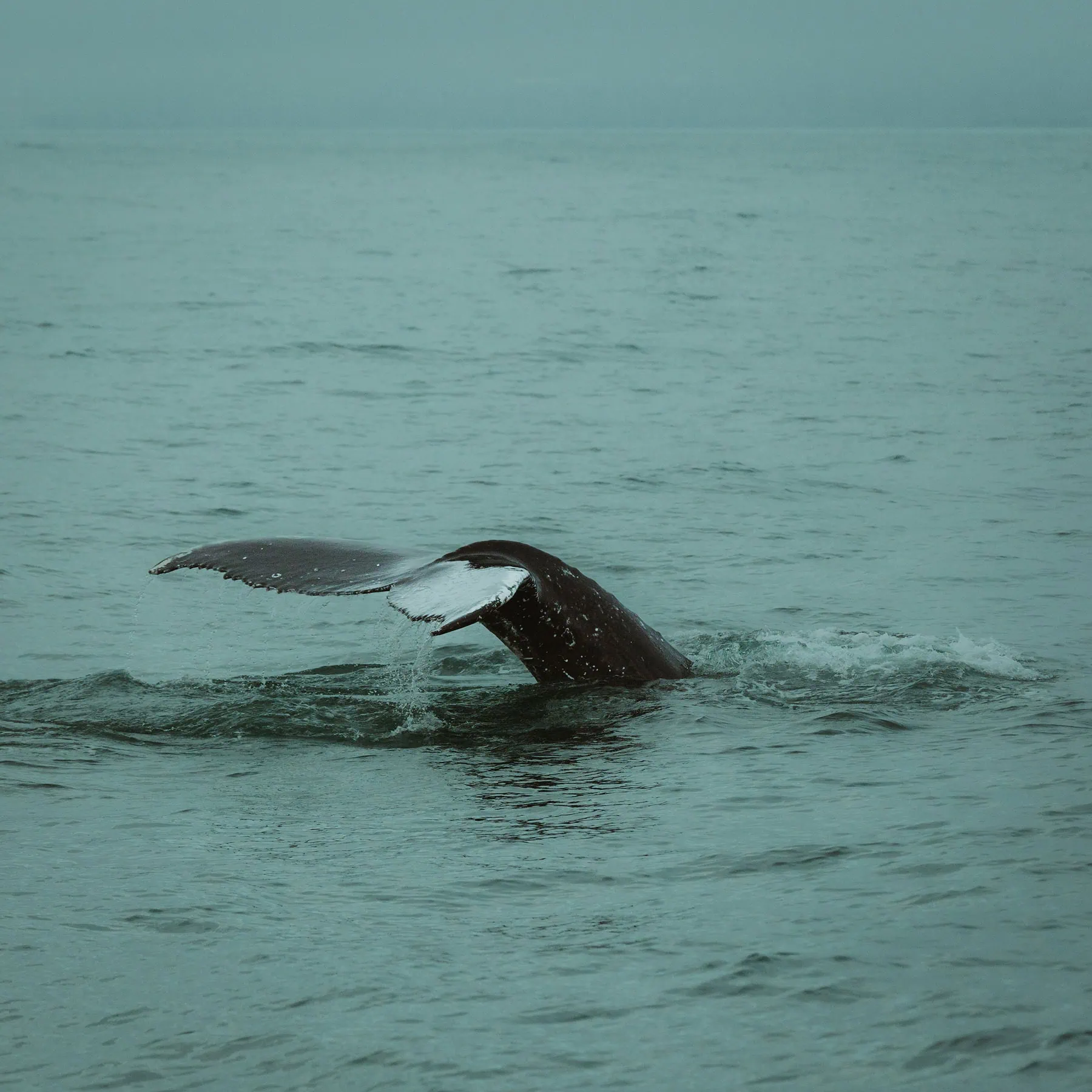 Captured by Hafenliebe Wedding Photography: The scene you described sounds incredibly picturesque and romantic. The presence of a whale's tail fluke adds a touch of natural wonder to the Iceland elopement setting. The calm, gray-green ocean paired with the overcast sky creates a serene atmosphere, perfect for an intimate ceremony. The ripples around the fluke bring life to the stillness of the water, symbolizing both movement and peace in this unique moment. It’s as if nature itself is celebrating along with the couple.